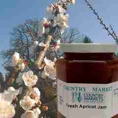 apricot jam